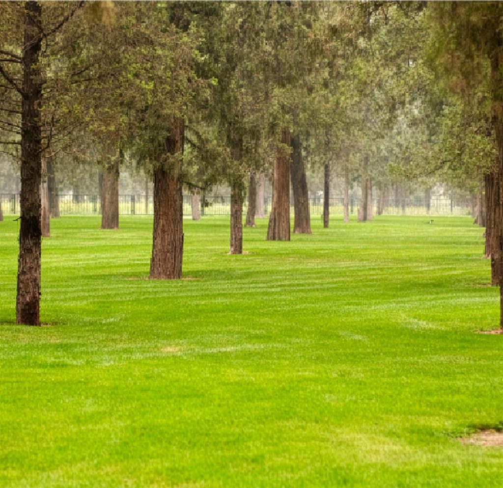 Wooded park trail with green grass between mature trees, representing trail and pathway reinforcement applications