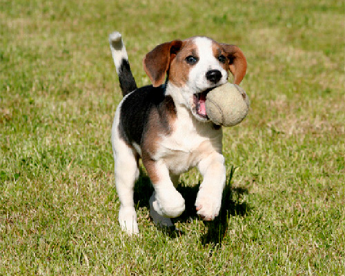 Puppy running on a green grass lawn, representing pet owner and residential lawn protection applications