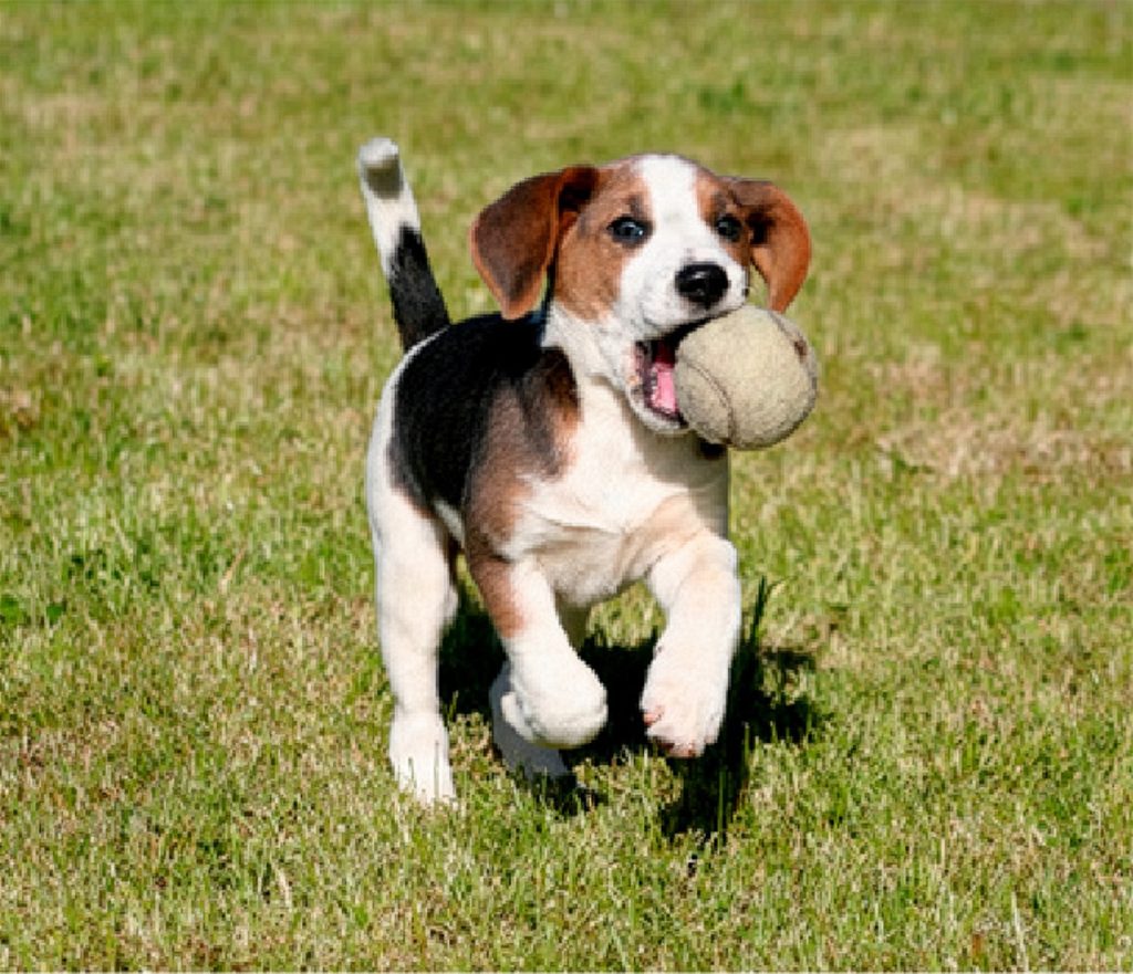 Puppy running on a green grass lawn, representing pet owner and residential lawn protection applications