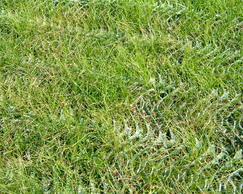 Close-up of Tenax GP Flex ground protection mesh at ground level with grass growing up through the mesh cells
