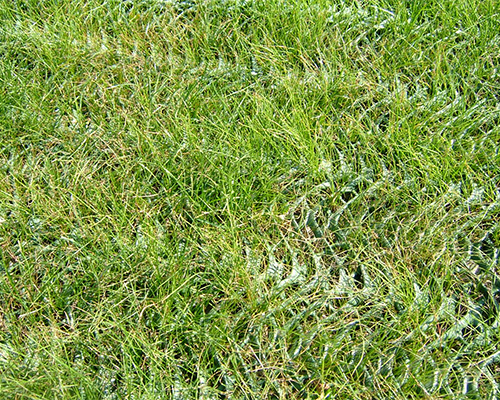 Ground-level close-up of lush grass pushing through Tenax GP Flex mesh cells, showing successful turf establishment through reinforcement