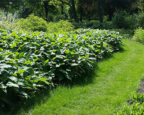 Tenax GP Flex mesh along a formal garden border with manicured shrubs, showing landscape architect and commercial property applications