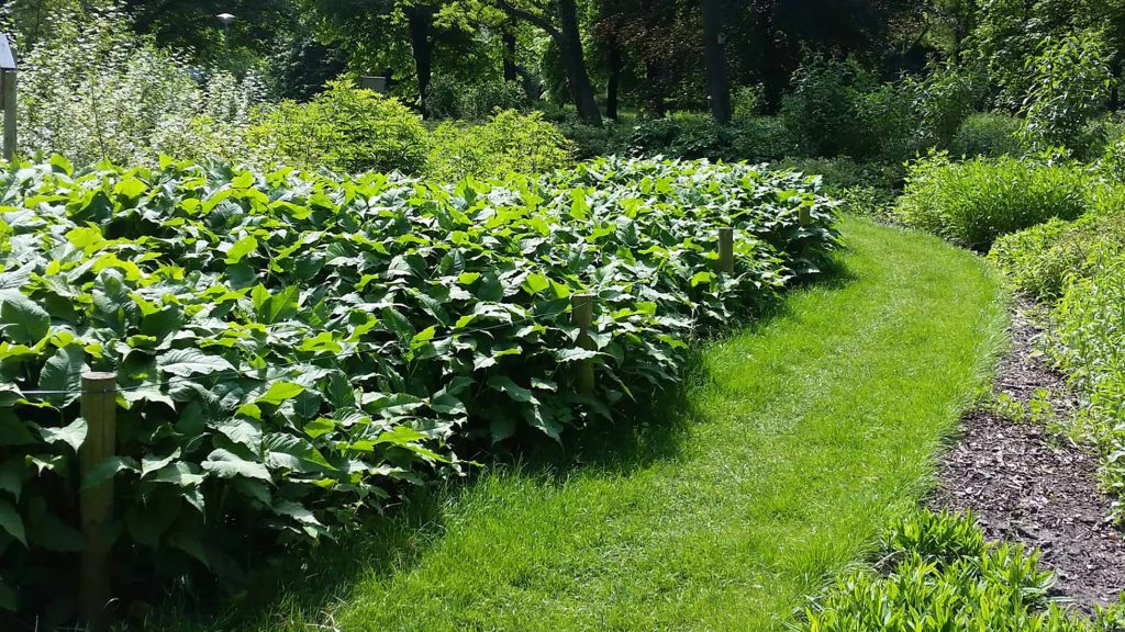 gp flex mesh formal garden border manicured shrubs