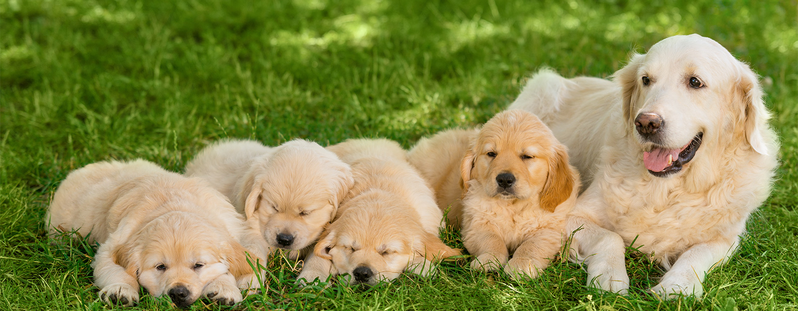 Golden retriever mother with a litter of four puppies resting on clean green grass, representing kennel, breeder, and dog run lawn protection