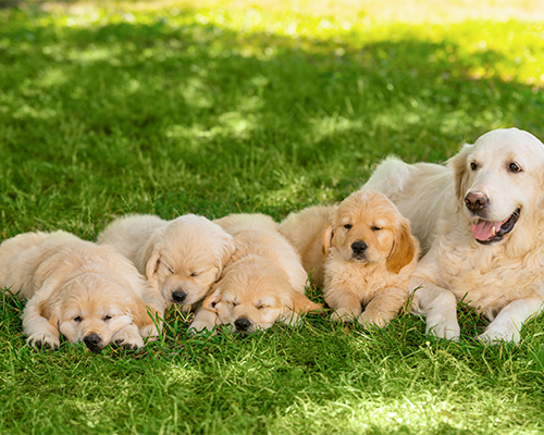 Golden retriever mother with a litter of four puppies resting on clean green grass, representing kennel, breeder, and dog run lawn protection