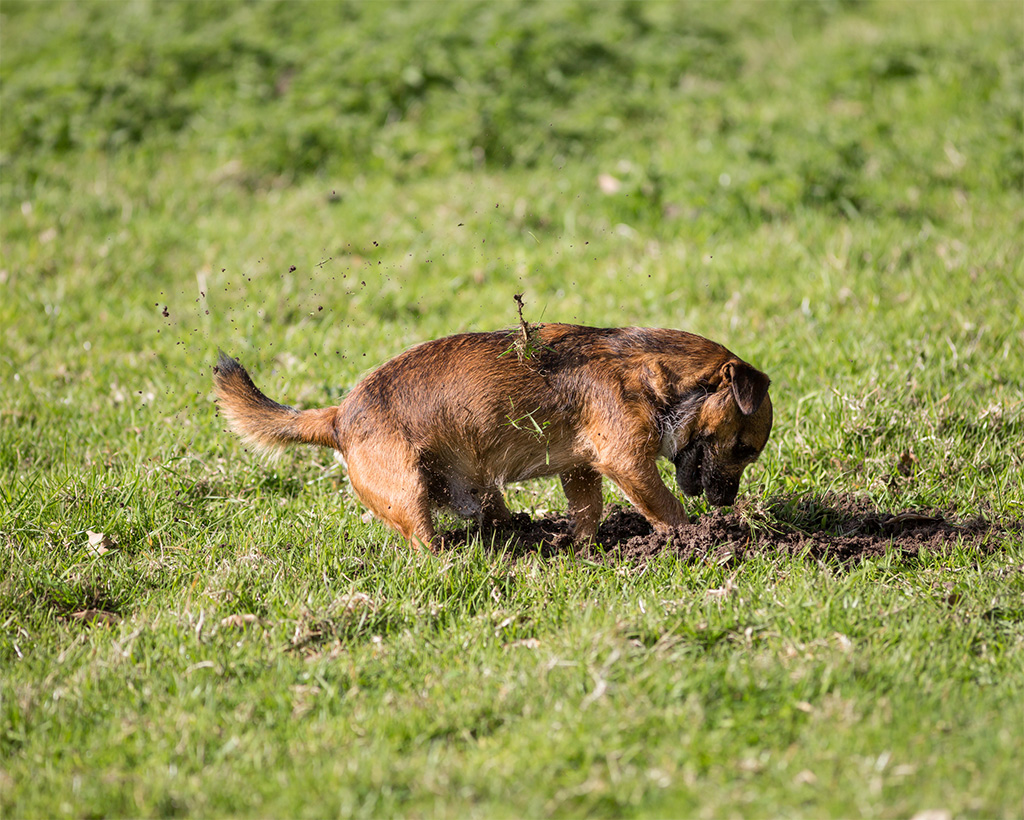 Border terrier cross dog actively digging in bare dirt, showing the lawn damage caused by pet activity before ground protection mesh is installed