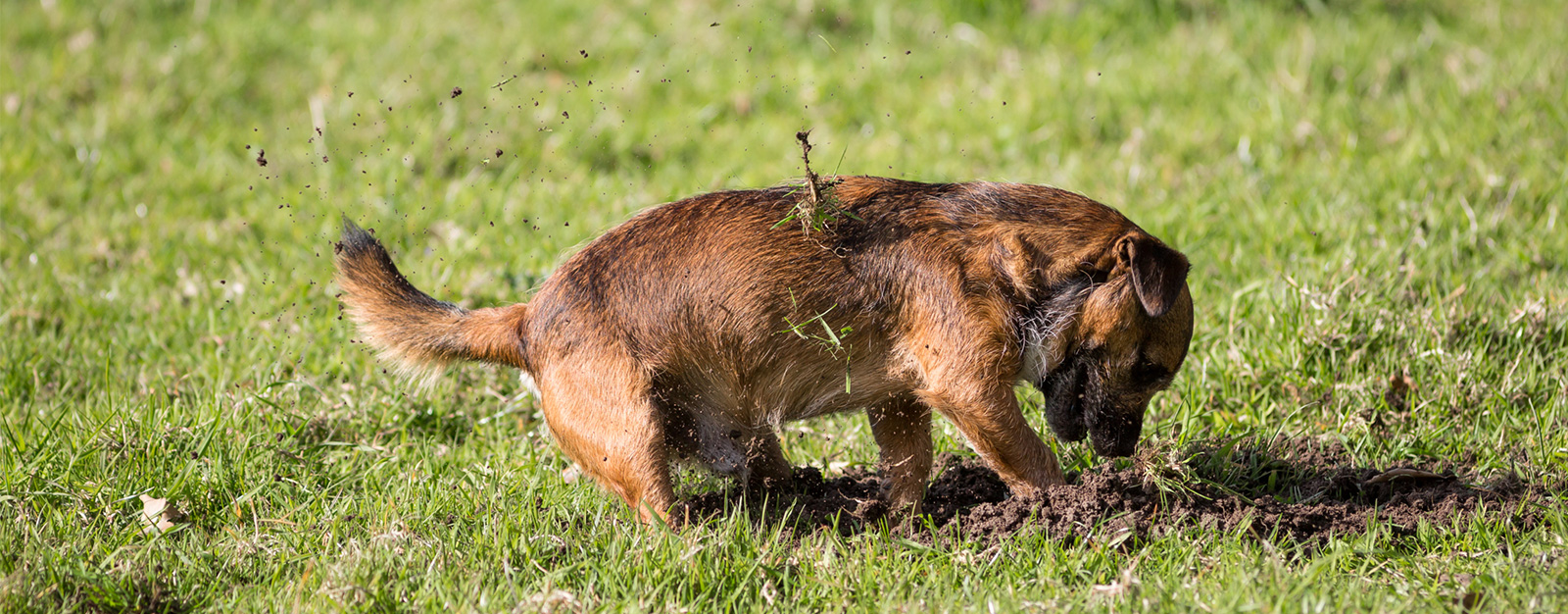 Border terrier cross dog actively digging in bare dirt, showing the lawn damage caused by pet activity before ground protection mesh is installed