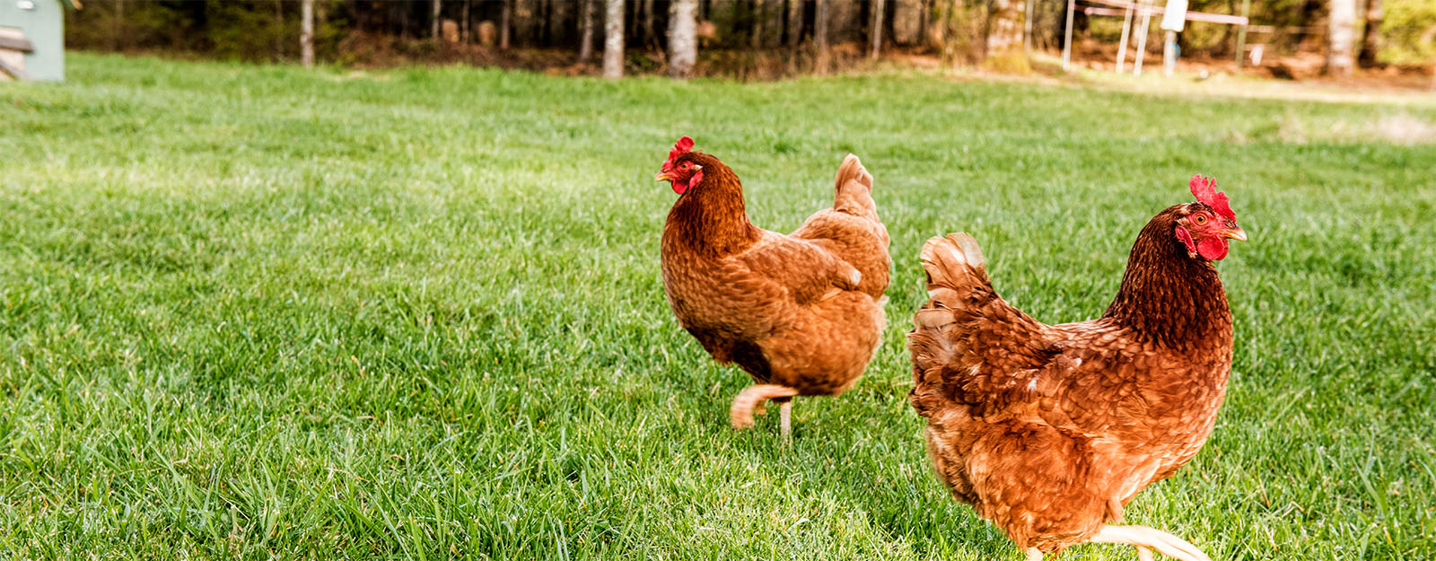 Two brown hens walking on clean green grass, representing the aspirational result of ground protection mesh in a farm or poultry setting