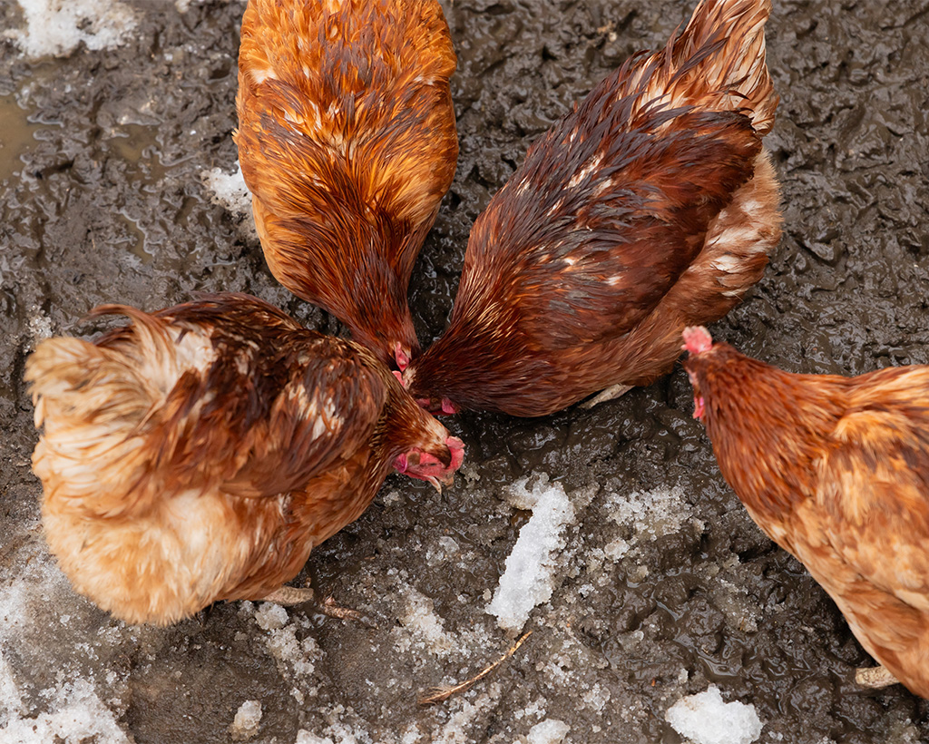 Overhead view of several red-brown chickens pecking on muddy bare ground, showing the problem of unprotected poultry yard ground before mesh installation