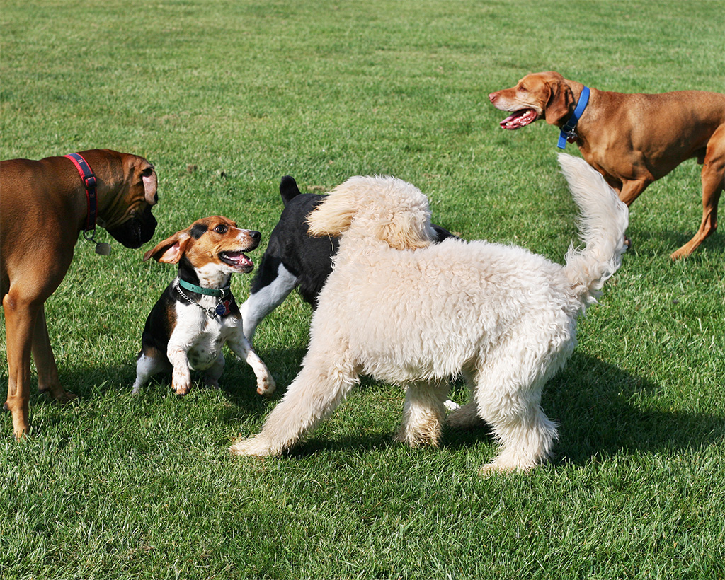Mixed breed dogs including a boxer, beagle and poodle playing together on a green grass lawn, illustrating the need for dog-proof lawn protection mesh