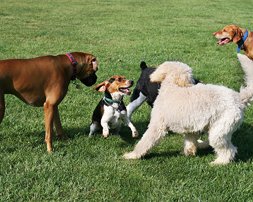 mixed breed dogs playing green grass dog run lawn protection