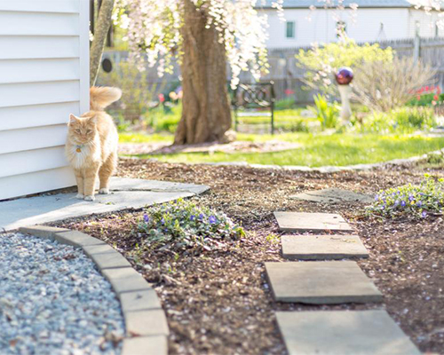 home garden path on sunny day