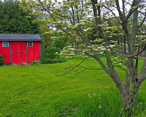backyard red shed dogwood tree