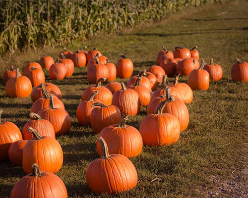 field of pumpkins in autumn