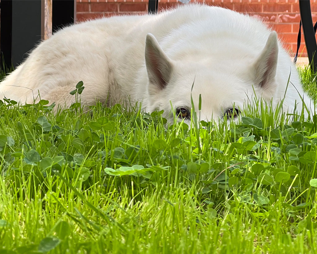 white husky dog hiding in green grass