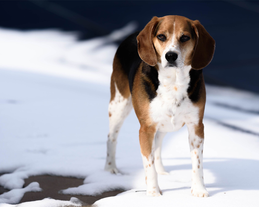 close up of beagle dog in snow
