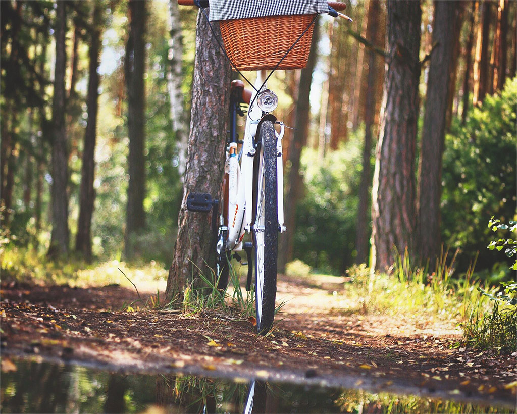 bicycle on a forest path