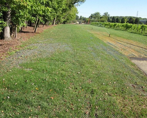 Reinforced green grass lane through a vineyard or orchard, showing Tenax Keep-It-Green mesh invisible result