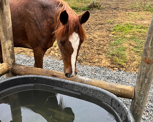 Brown horse near a round water trough with Tenax ground protection mesh visible at a farm or equestrian facility