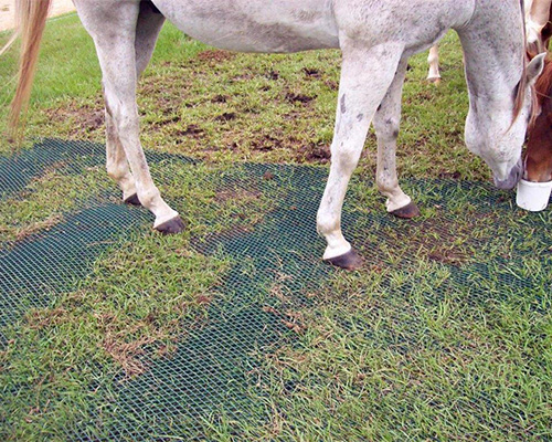 Close-up of horse hooves and legs standing on green Tenax ground protection mesh in an equestrian setting