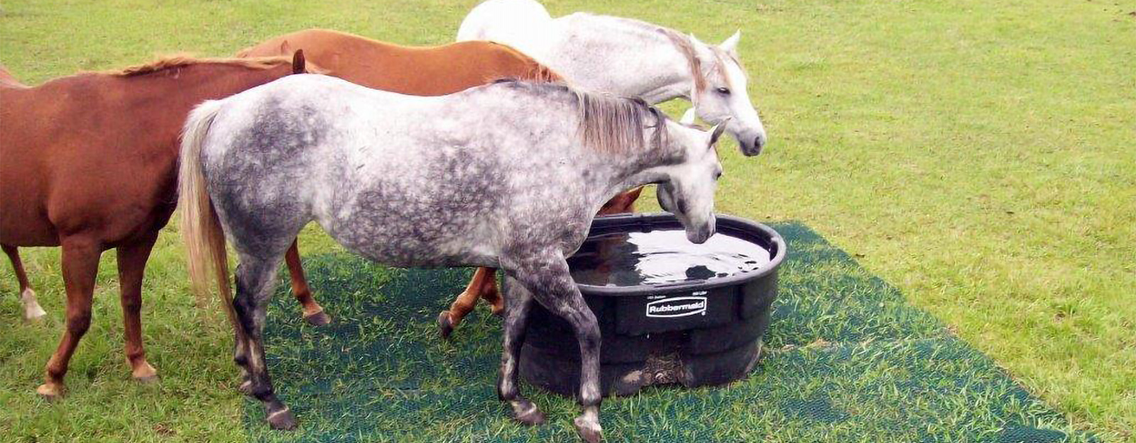 Wide shot of multiple horses gathered at a water trough on Tenax ground protection mesh at an equestrian farm