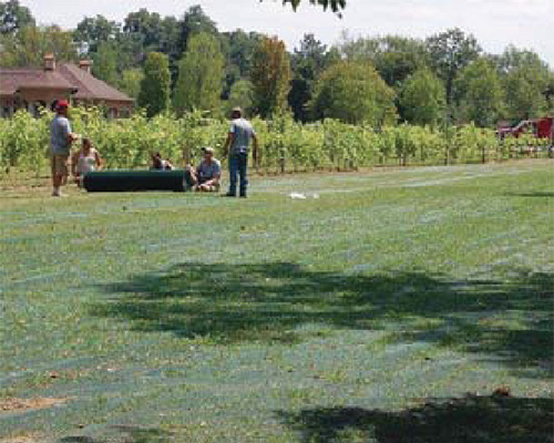 Event lawn at Gervasi Vineyard with visitors on reinforced grass, a Tenax ground protection case study