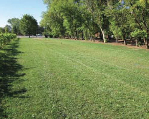 Well-maintained green event lawn at Gervasi Vineyard reinforced with Tenax ground protection mesh